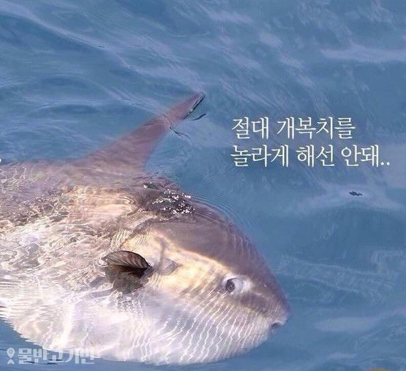 돌연사(?) 전문 개복치