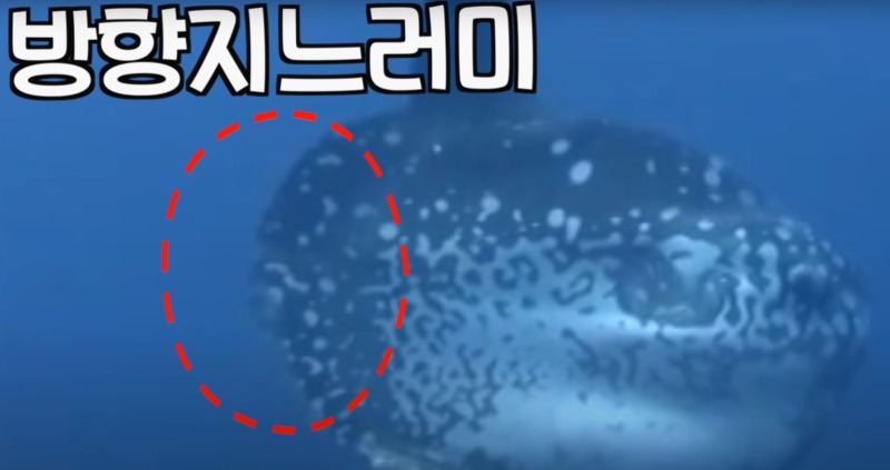 돌연사(?) 전문 개복치