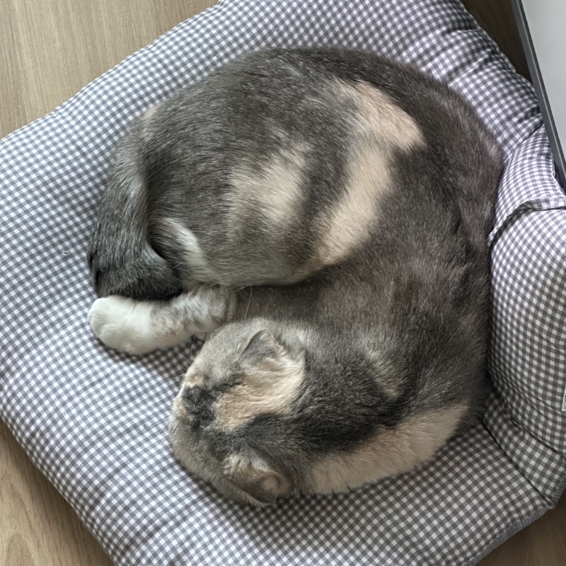하루종일 낮잠만 자는 모찌 젤부럽다 