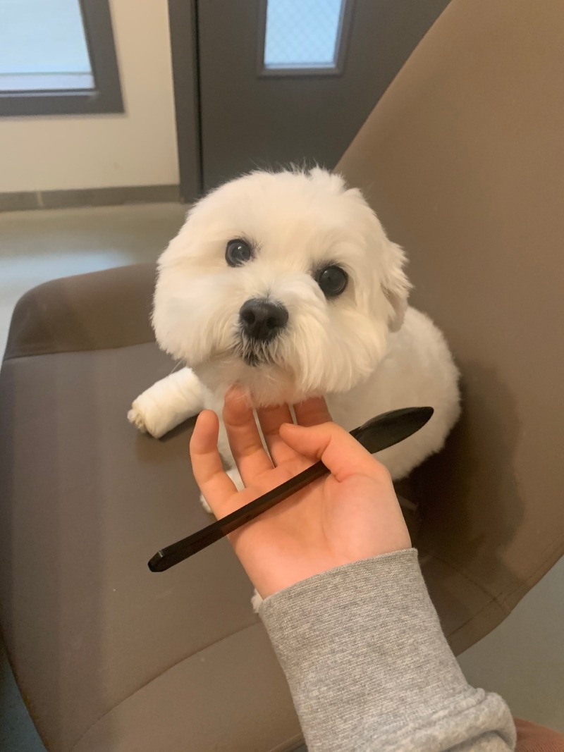 대구본메디컬병원에서 슬개골 수술 ㅜㅜㅜ