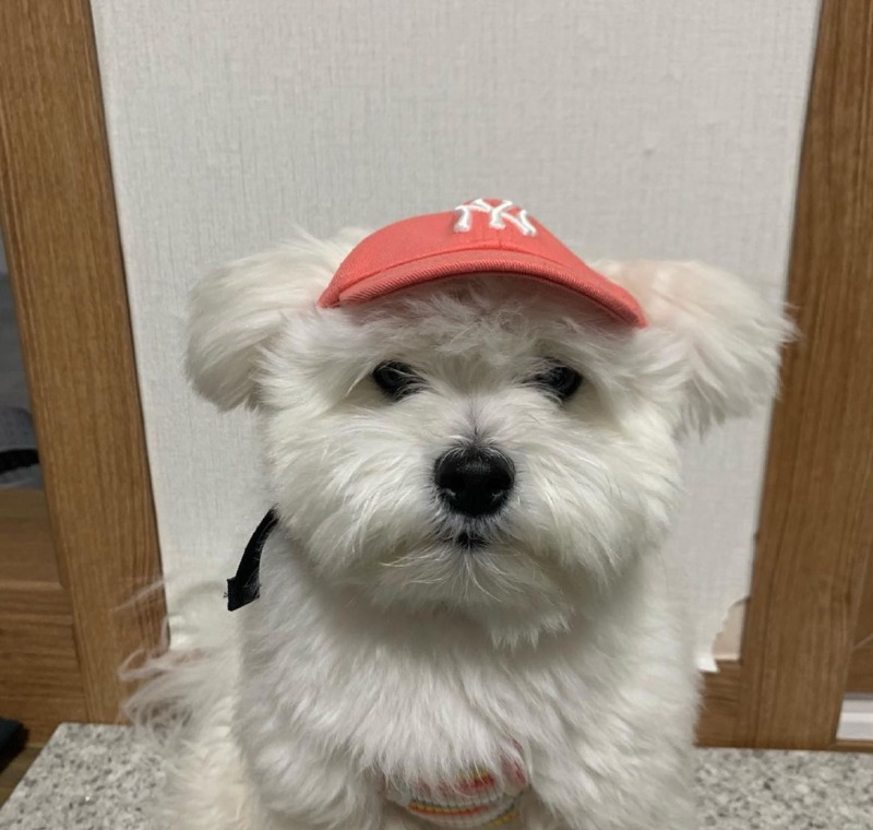 쇼핑도 하고 잃어버렸던 등록증도 찾구~~~