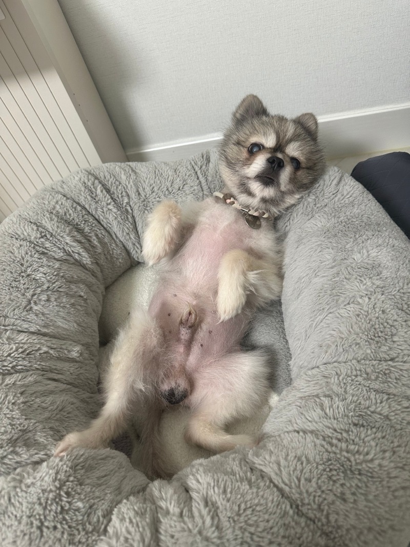 소소한 일상 가족이 되어가는 중 + 강아지 안구 수술 관련 질문이요~~ 