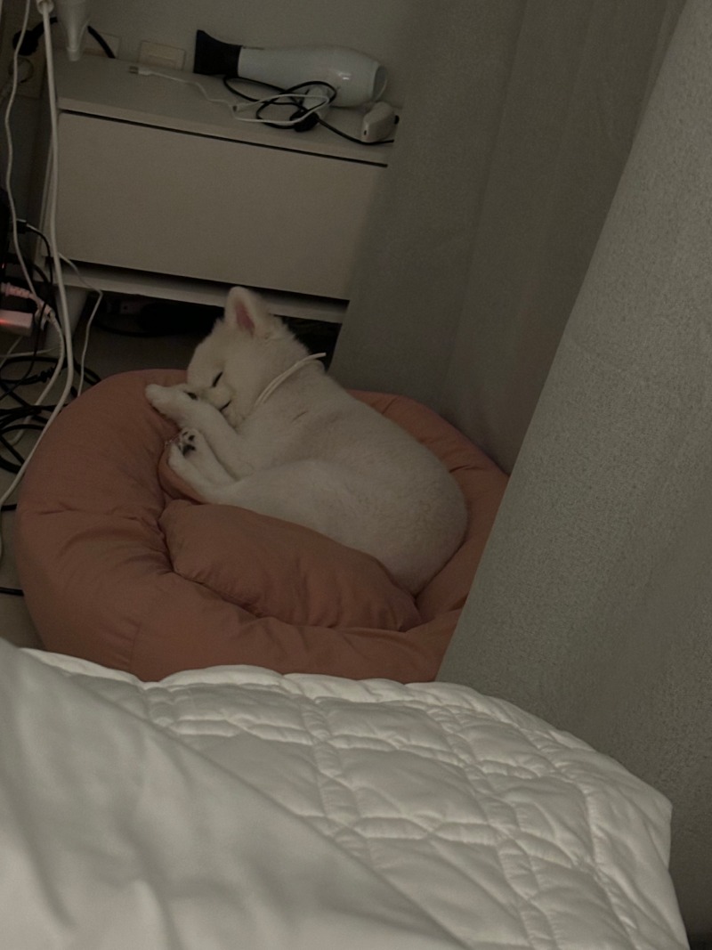 소소한 일상 가족이 되어가는 중 + 강아지 안구 수술 관련 질문이요~~ 