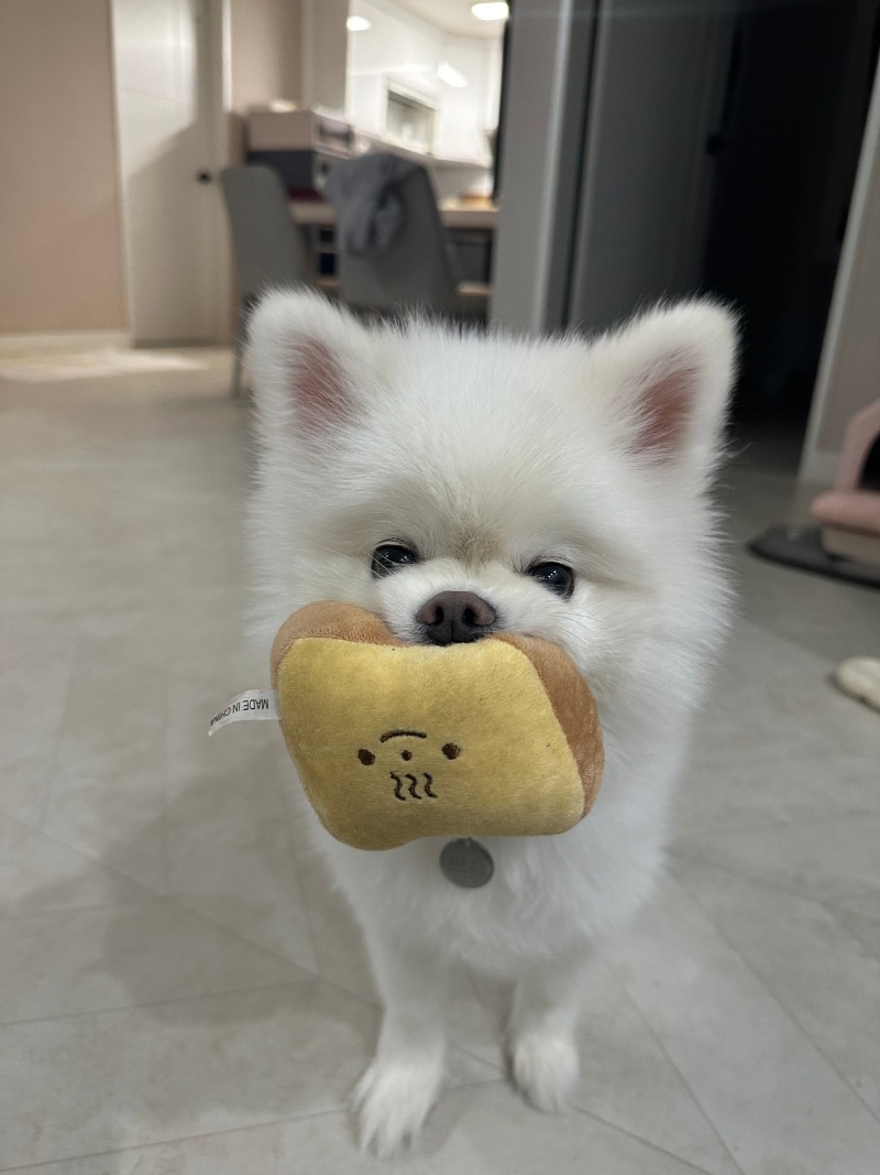 소소한 일상 가족이 되어가는 중 + 강아지 안구 수술 관련 질문이요~~ 
