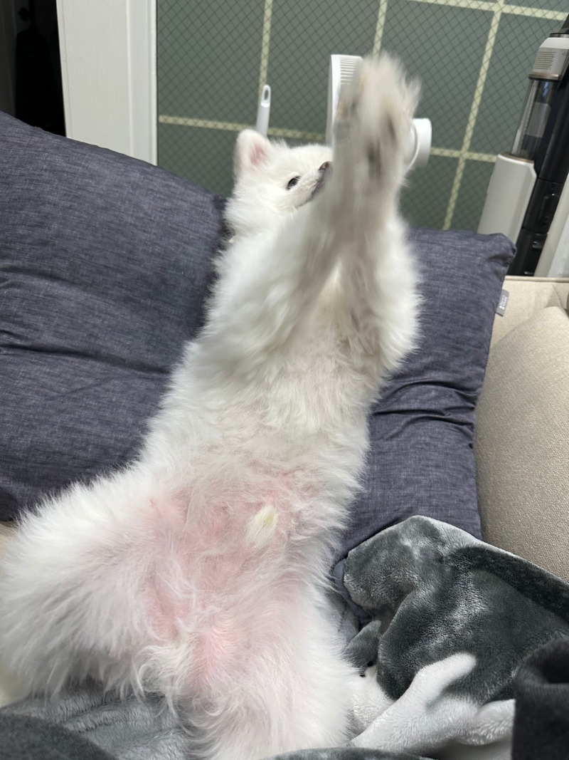 소소한 일상 가족이 되어가는 중 + 강아지 안구 수술 관련 질문이요~~ 
