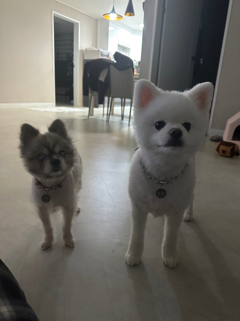 소소한 일상 가족이 되어가는 중 + 강아지 안구 수술 관련 질문이요~~ 
