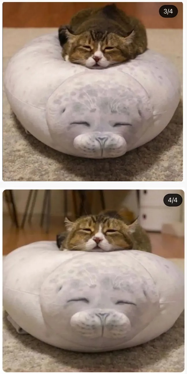 물개 쿠션의 위험성