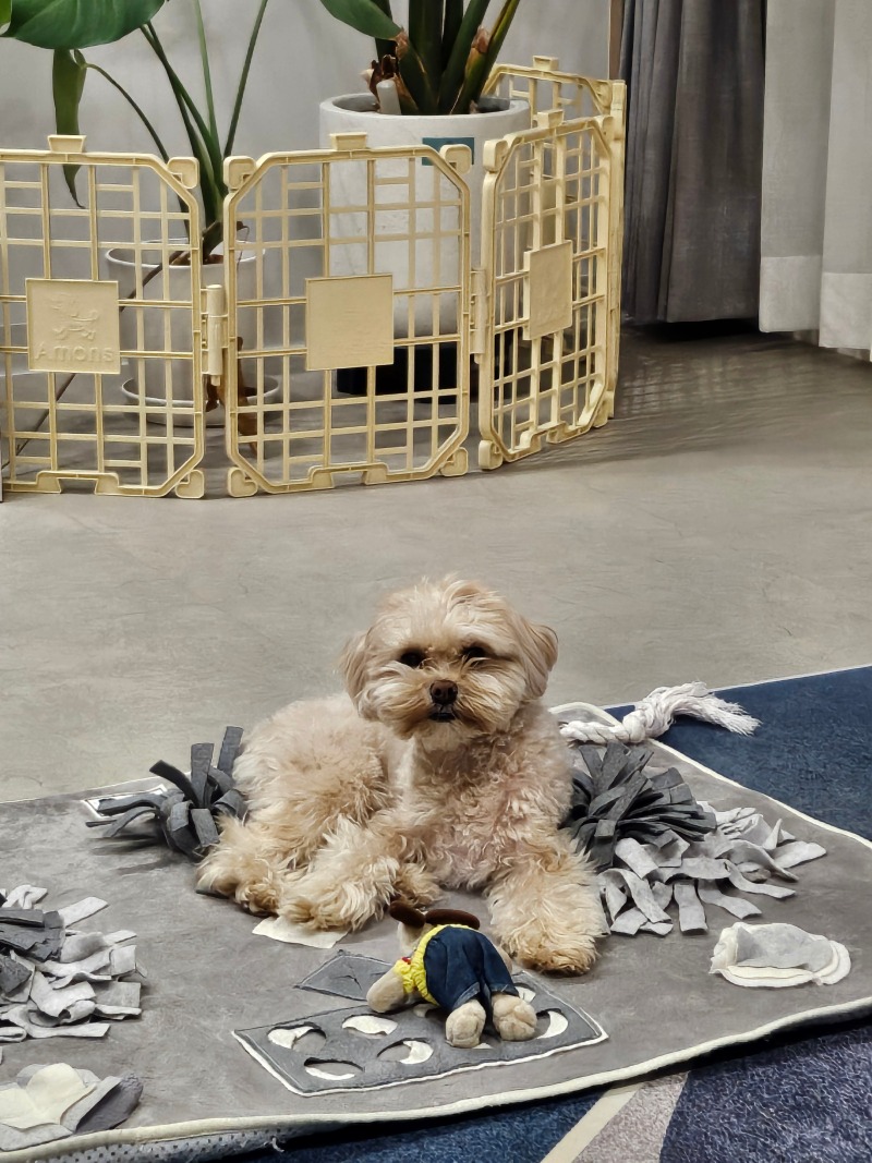 인형을 지켜라!