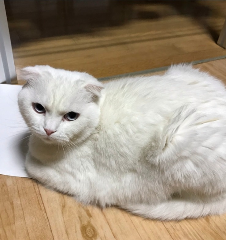 사납지 않아요 