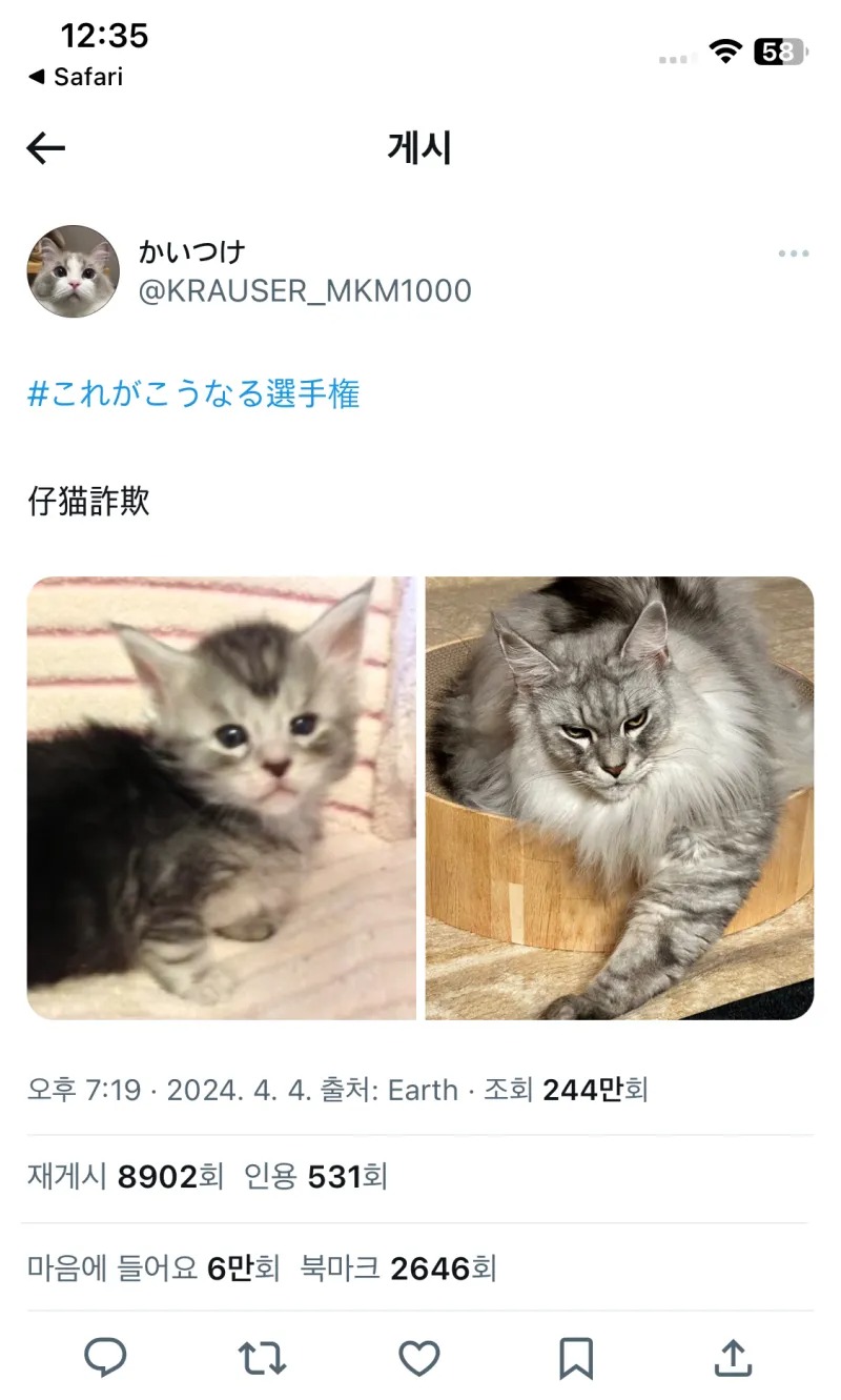 고양이가 크더니 외모가 살짝 날카로워졌따~!