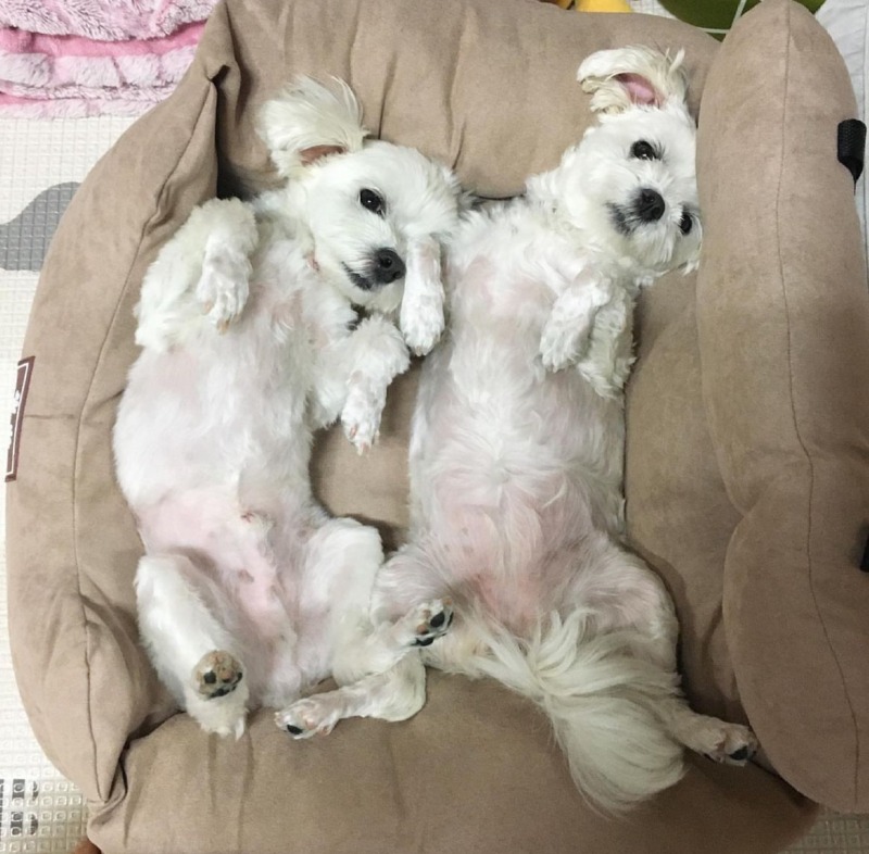 안녕? 우리는 데칼코마니