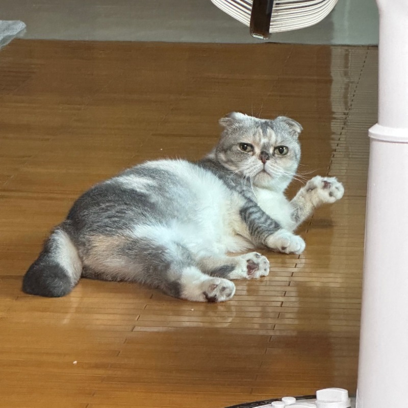제일 귀여운 포즈