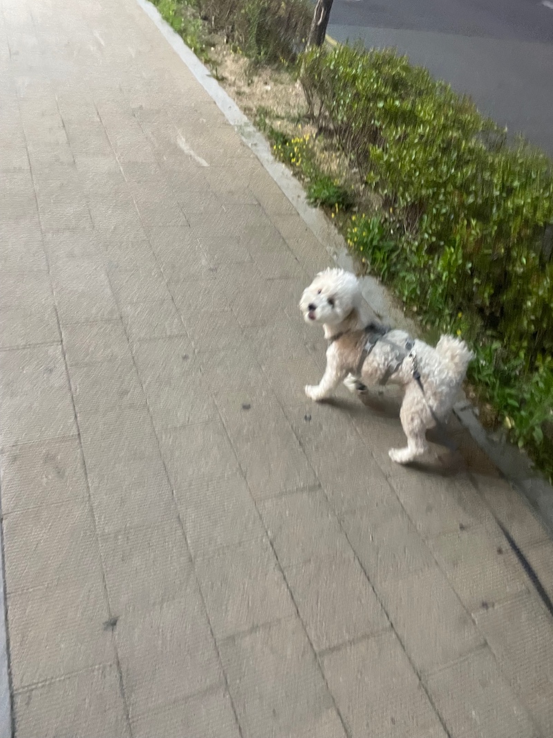 지금은 산책중