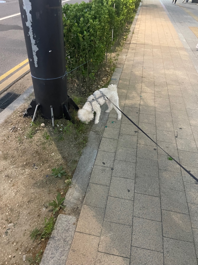 지금은 산책중