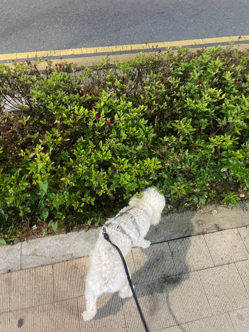 지금은 산책중