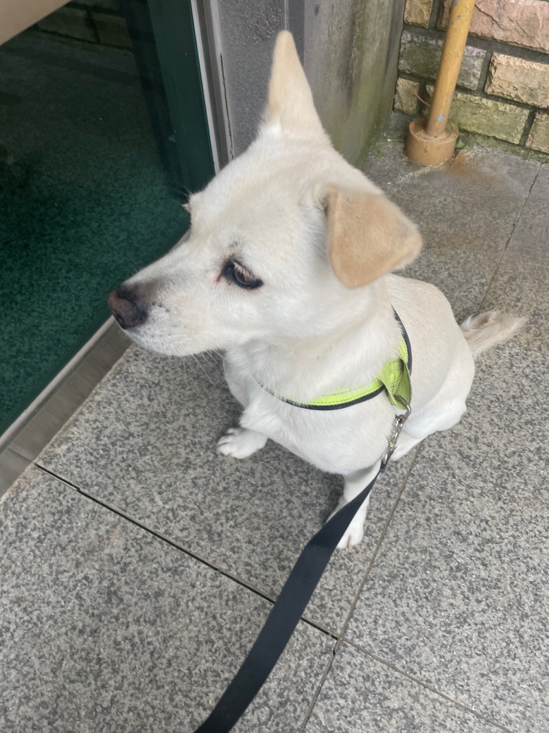 흰둥이 발 세척 일지 2