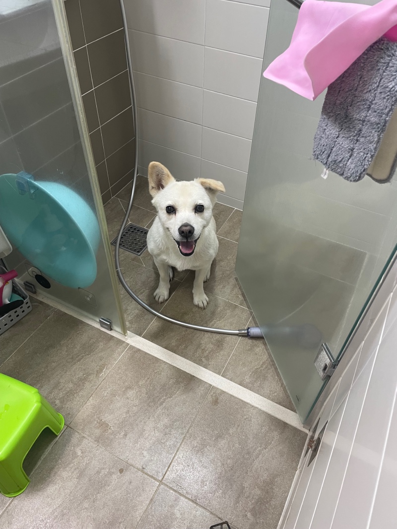 흰둥이 발 세척 일지 2