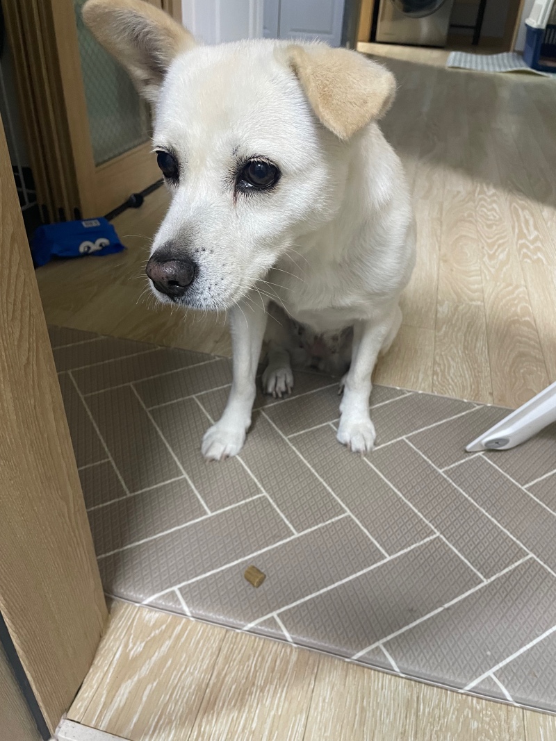 흰둥이 발 세척 일지 2