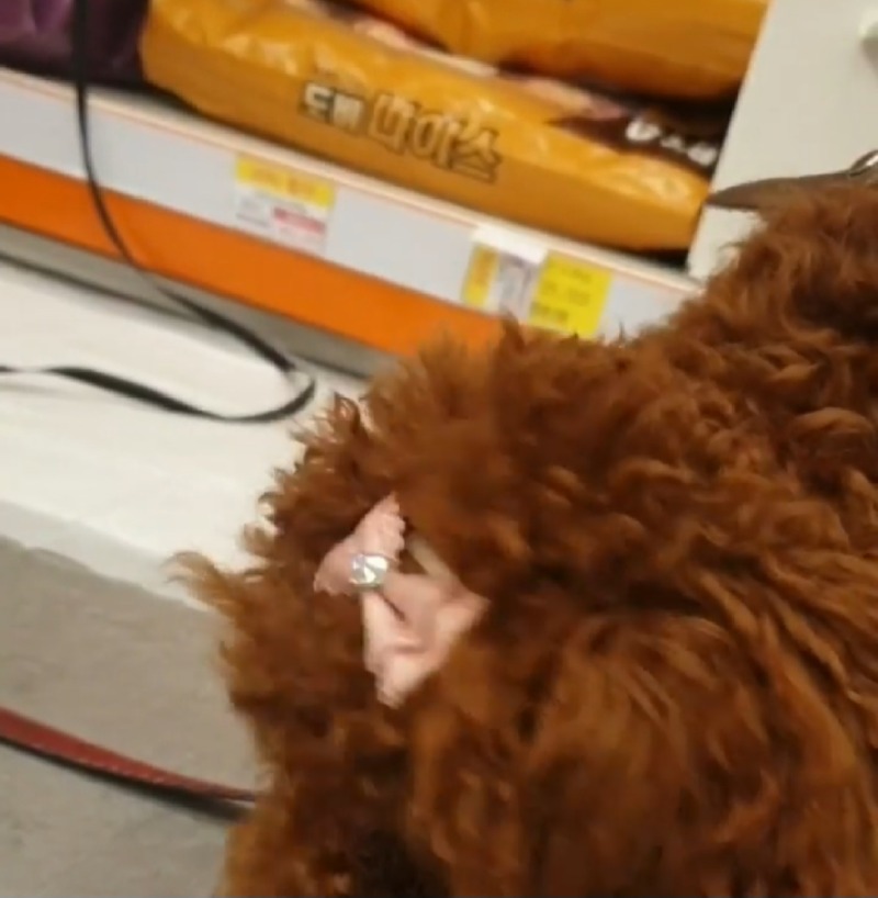 정관장보는 강아지와 고양이
