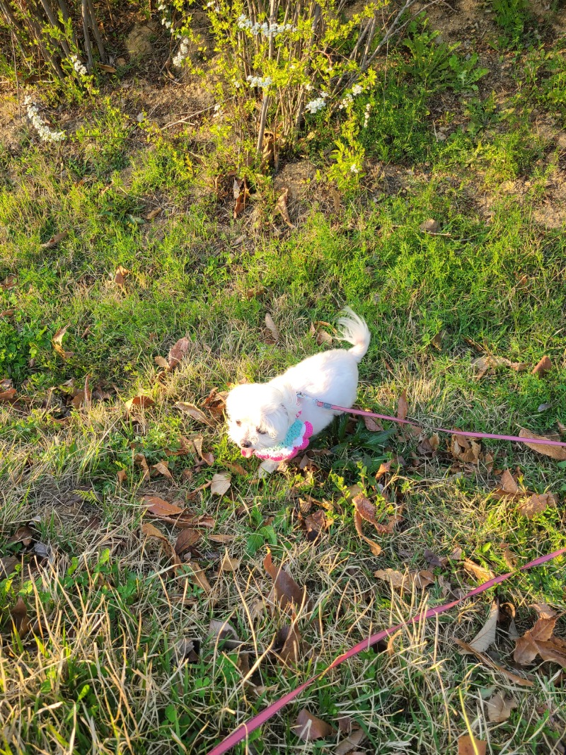 산책단비에요~
