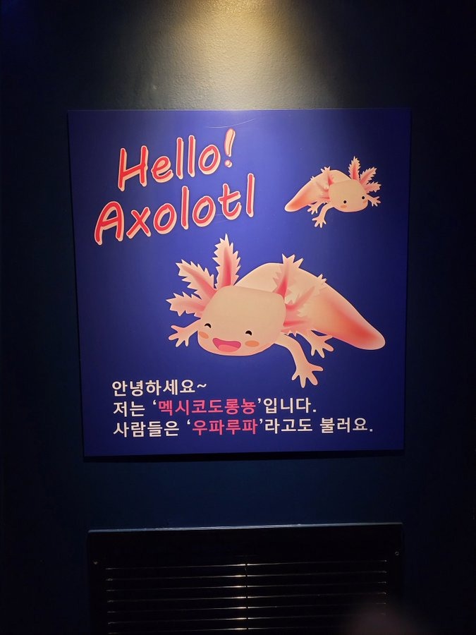 신비한 도롱뇽 우파루파