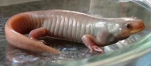 신비한 도롱뇽 우파루파