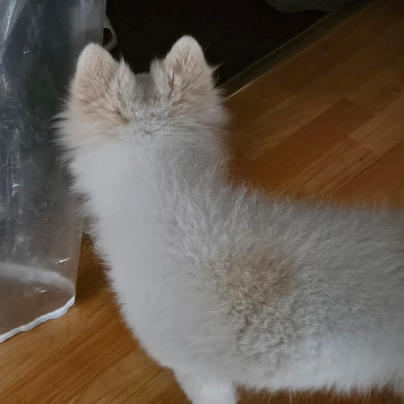 누가오니?