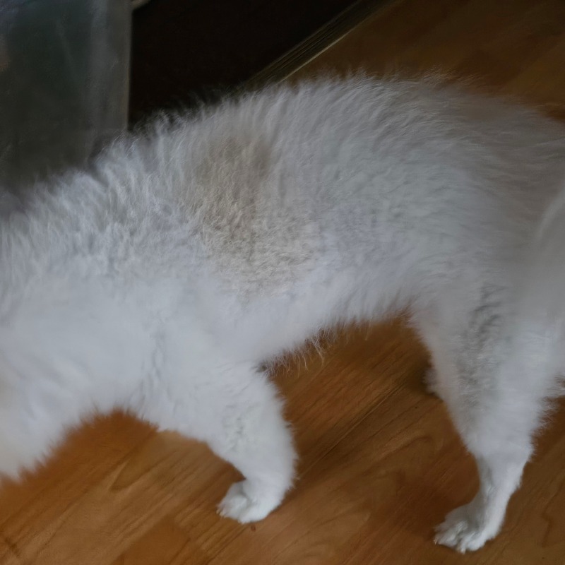 누가오니?