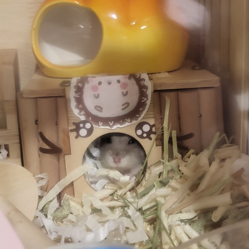 숨어서 감시하는 햄찌