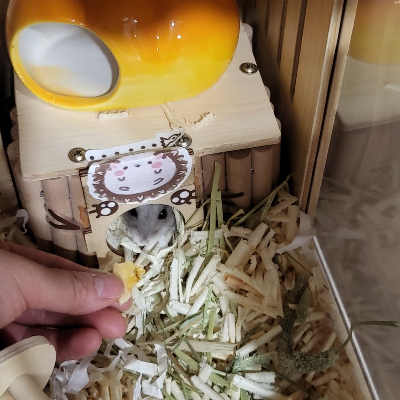 숨어서 감시하는 햄찌