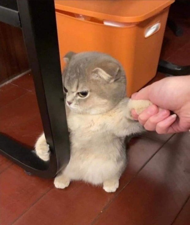 화난 고양이 시리즈 
