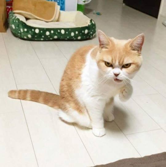 화난 고양이 시리즈 