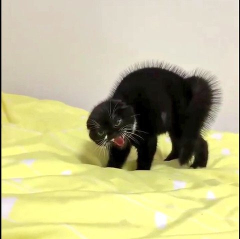 화난 고양이 시리즈 