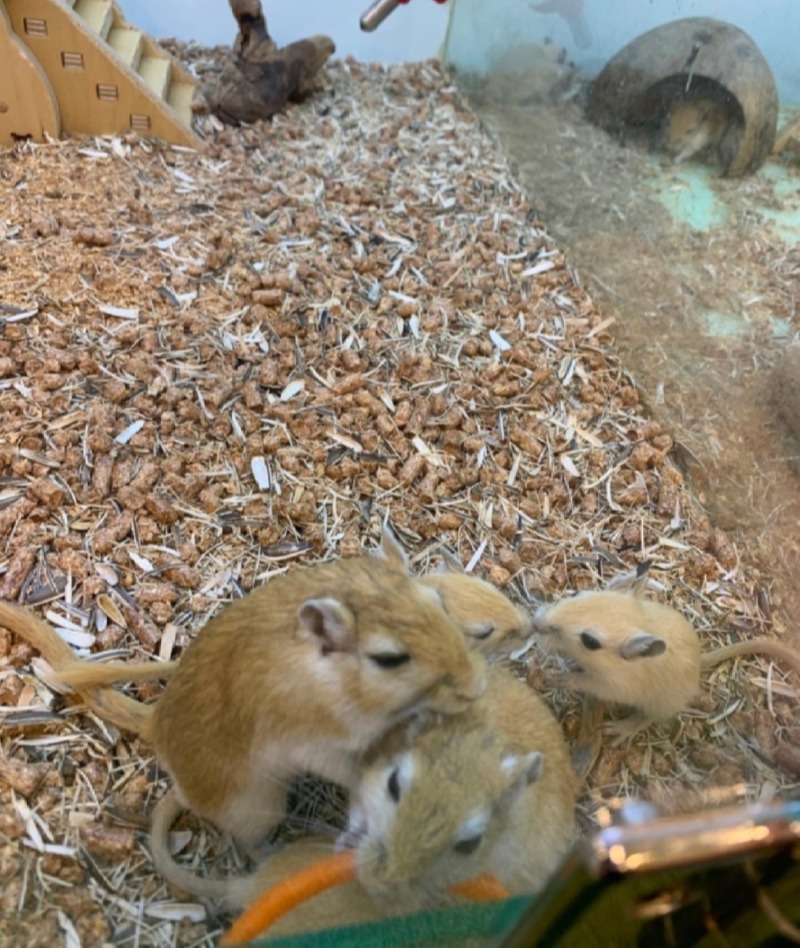 동물분양해주는 까페~!