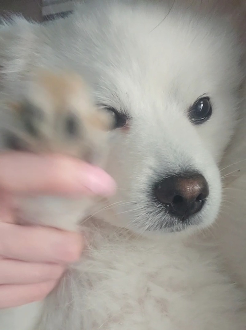 시무룩행