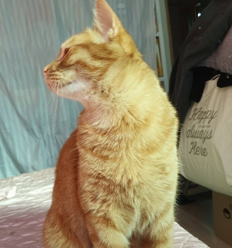 냥이 노는중 ~~