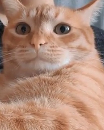 냥이 노는중 ~~