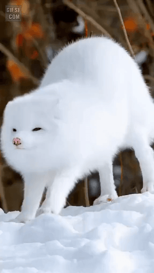 극지방의 귀염둥이 북극여우