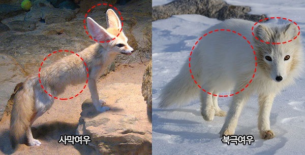 극지방의 귀염둥이 북극여우
