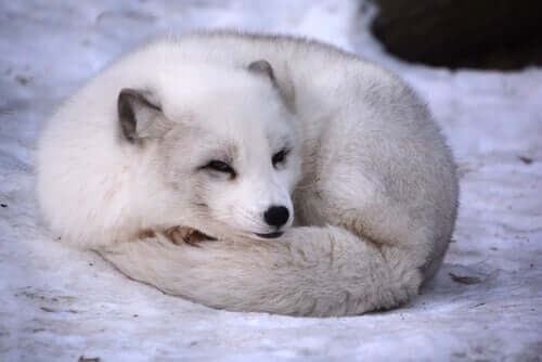극지방의 귀염둥이 북극여우
