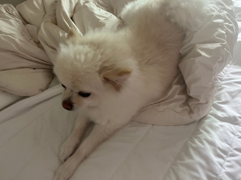 침대위에 올라온 별이