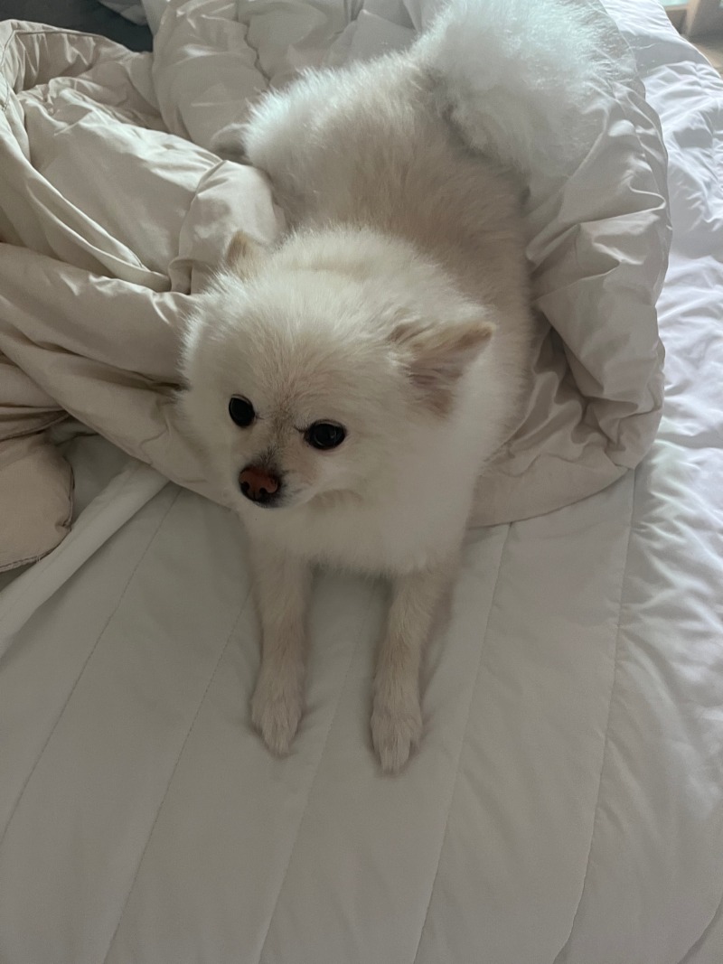 침대위에 올라온 별이