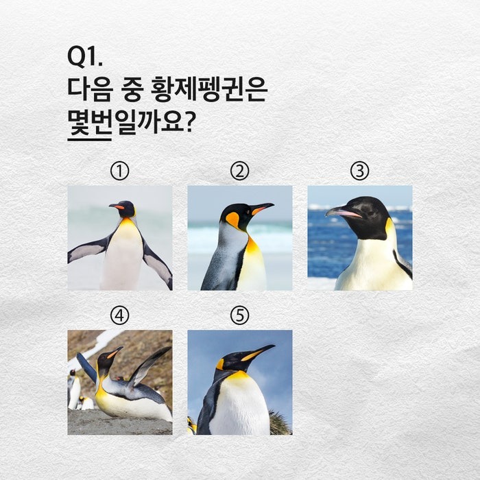 남극의 신사 황제펭귄