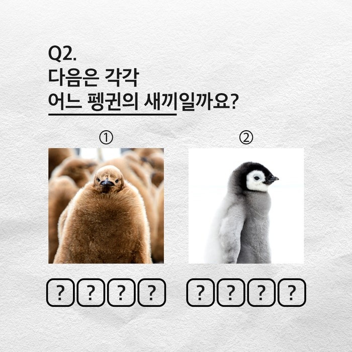 남극의 신사 황제펭귄