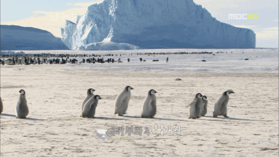 남극의 신사 황제펭귄
