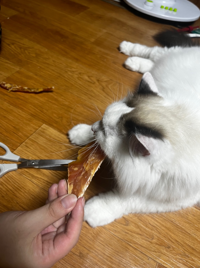 욕심많은 애옹이