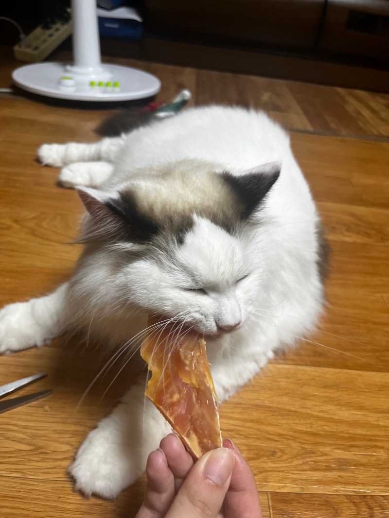 욕심많은 애옹이