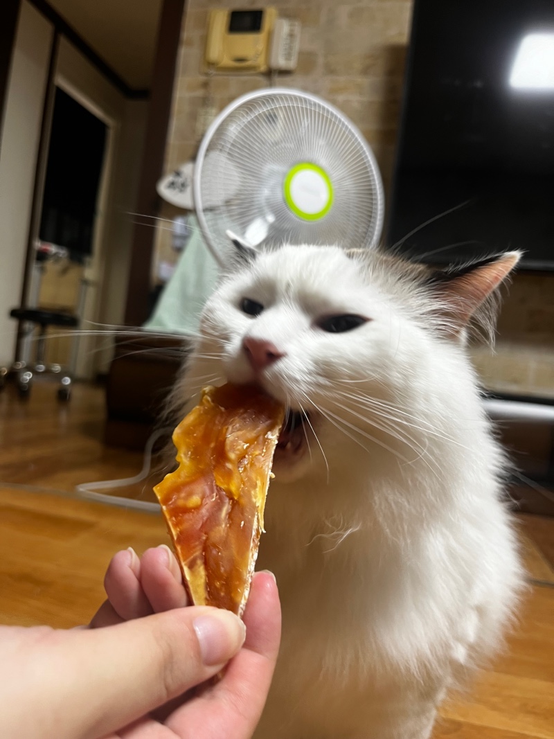 욕심많은 애옹이
