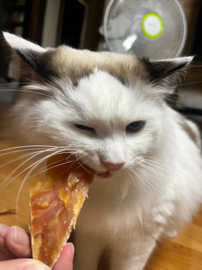 욕심많은 애옹이