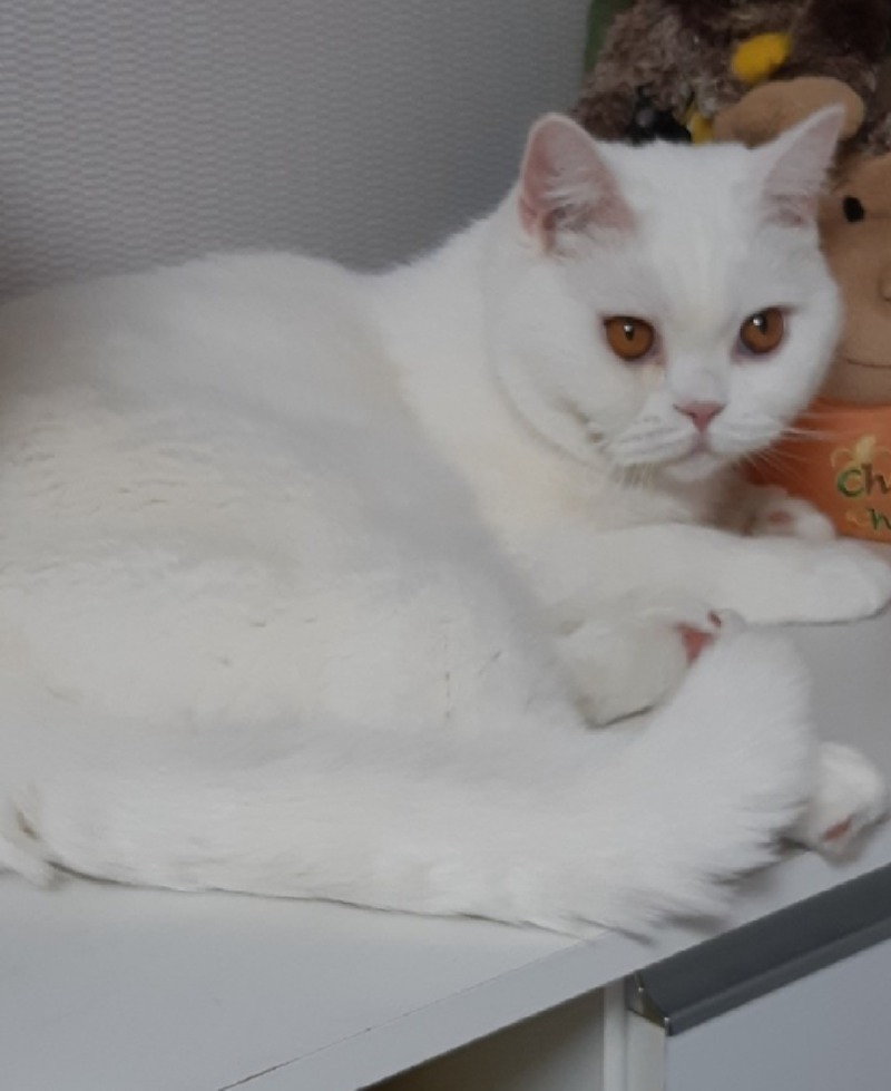 도도한넘..